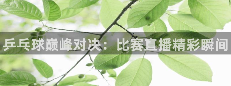 乒乓球巅峰对决：比赛直播精彩瞬间